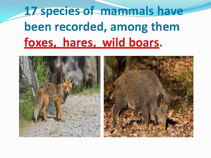 17 species of mammals have been recorded, among them foxes, hares, wild boars. 17 species of mammals have been recorded, among them foxes, hares, wild boars.