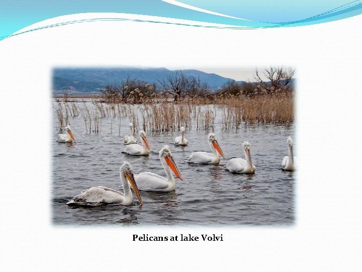 Pelicans at lake Volvi Pelicans at lake Volvi