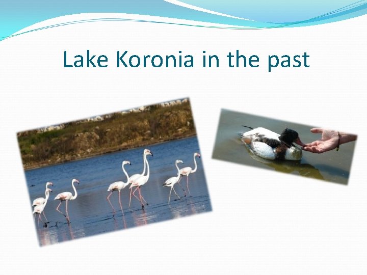 Lake Koronia in the past Lake Koronia in the past