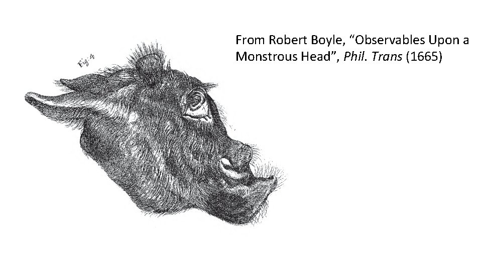 From Robert Boyle, “Observables Upon a Monstrous Head”, Phil. Trans (1665) 