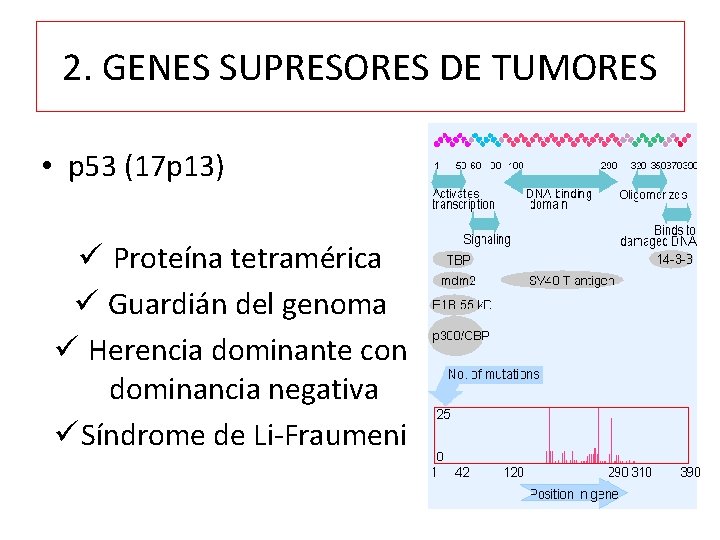 2. GENES SUPRESORES DE TUMORES • p 53 (17 p 13) ü Proteína tetramérica