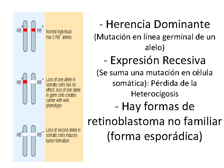- Herencia Dominante (Mutación en línea germinal de un alelo) - Expresión Recesiva (Se