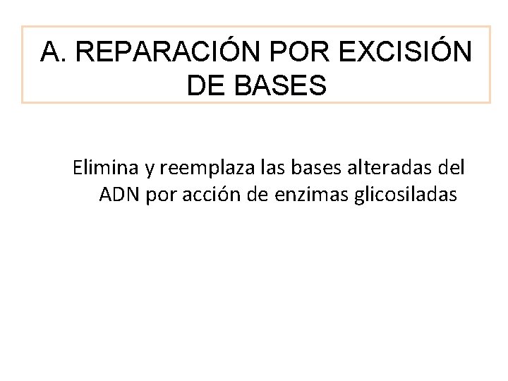 A. REPARACIÓN POR EXCISIÓN DE BASES Elimina y reemplaza las bases alteradas del ADN