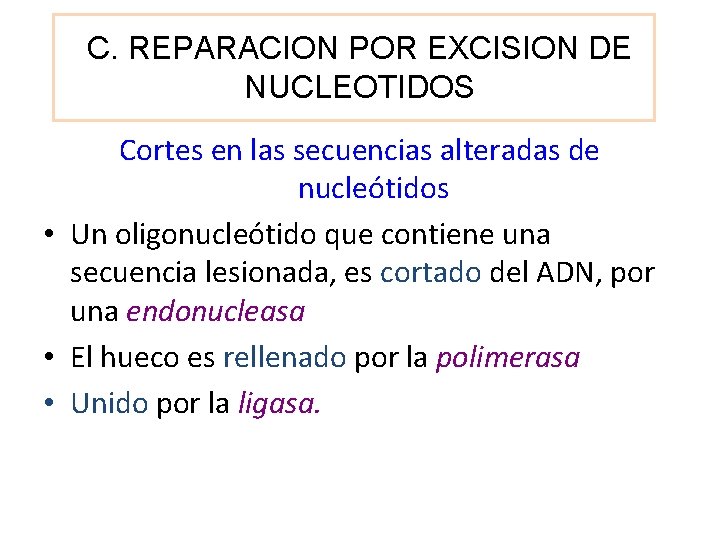 C. REPARACION POR EXCISION DE NUCLEOTIDOS Cortes en las secuencias alteradas de nucleótidos •