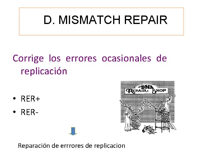 D. MISMATCH REPAIR Corrige los errores ocasionales de replicación • RER+ • RERReparación de