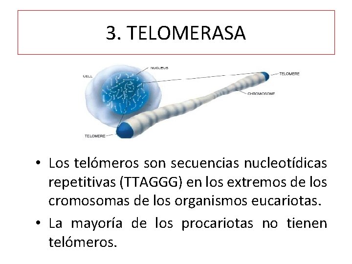 3. TELOMERASA • Los telómeros son secuencias nucleotídicas repetitivas (TTAGGG) en los extremos de