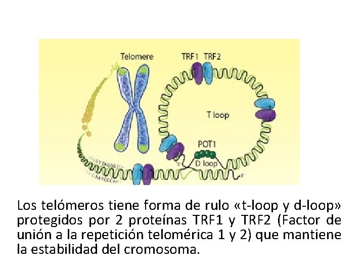 Los telómeros tiene forma de rulo «t-loop y d-loop» protegidos por 2 proteínas TRF