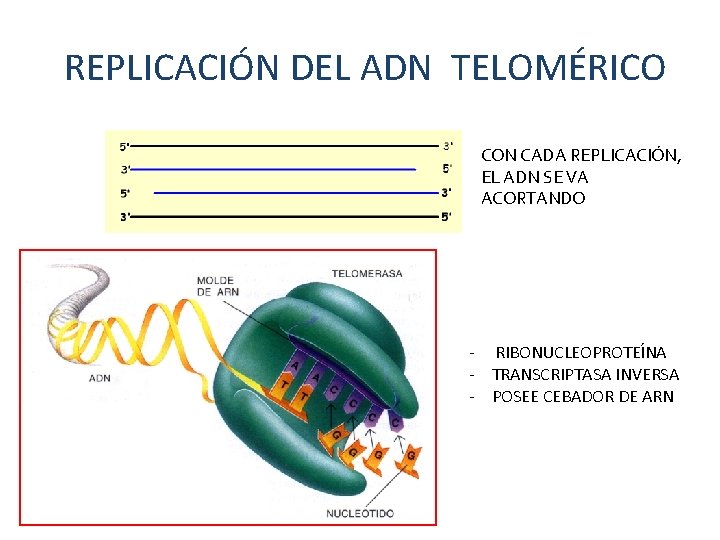 REPLICACIÓN DEL ADN TELOMÉRICO CON CADA REPLICACIÓN, EL ADN SE VA ACORTANDO - RIBONUCLEOPROTEÍNA