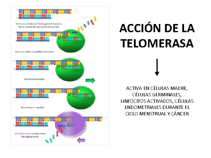 ACCIÓN DE LA TELOMERASA ACTIVA EN CÉLULAS MADRE, CÉLULAS GERMINALES, LINFOCITOS ACTIVADOS, CÉLULAS ENDOMETRIALES