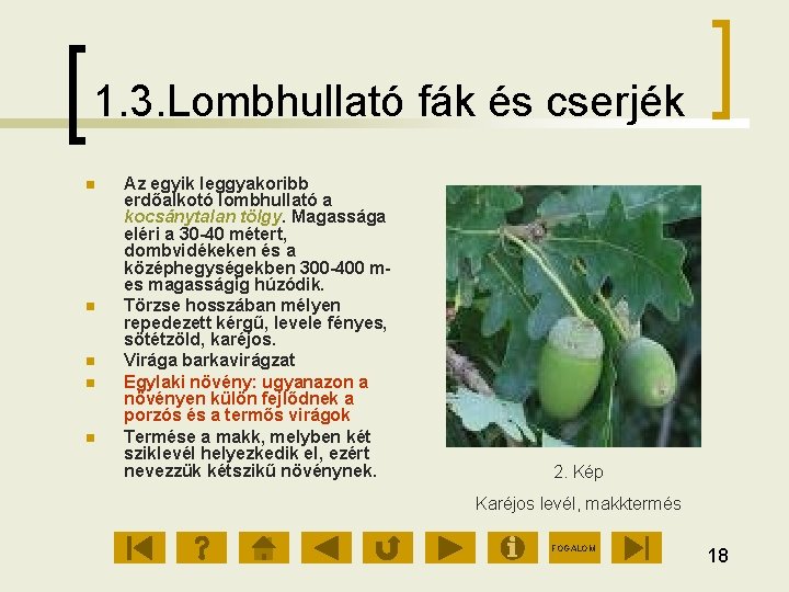 1. 3. Lombhullató fák és cserjék Az egyik leggyakoribb erdőalkotó lombhullató a kocsánytalan tölgy.