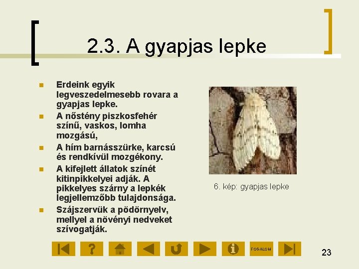 2. 3. A gyapjas lepke Erdeink egyik legveszedelmesebb rovara a gyapjas lepke. A nőstény