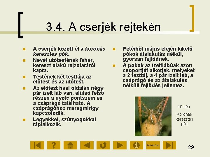 3. 4. A cserjék rejtekén A cserjék között él a koronás keresztes pók. Nevét