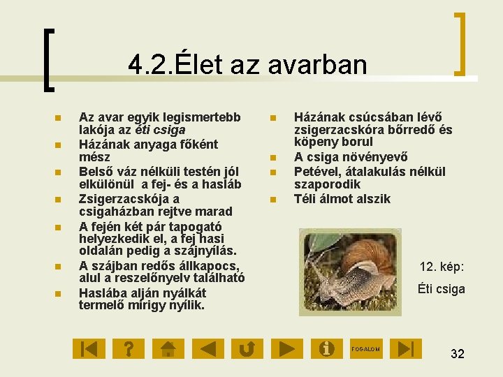 4. 2. Élet az avarban Az avar egyik legismertebb lakója az éti csiga Házának