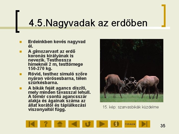 4. 5. Nagyvadak az erdőben Erdeinkben kevés nagyvad él. A gímszarvast az erdő koronás