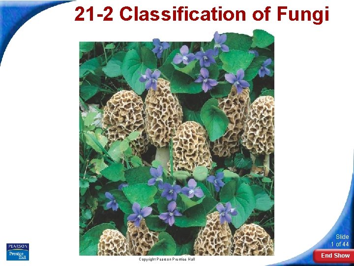 21 -2 Classification of Fungi Slide 1 of 44 Copyright Pearson Prentice Hall End 21 -2 Classification of Fungi Slide 1 of 44 Copyright Pearson Prentice Hall End