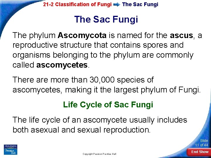 21 -2 Classification of Fungi The Sac Fungi The phylum Ascomycota is named for 21 -2 Classification of Fungi The Sac Fungi The phylum Ascomycota is named for