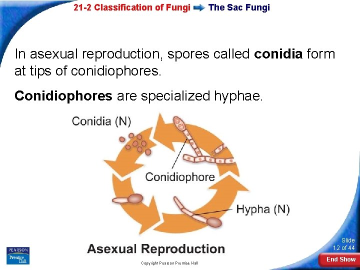 21 -2 Classification of Fungi The Sac Fungi In asexual reproduction, spores called conidia 21 -2 Classification of Fungi The Sac Fungi In asexual reproduction, spores called conidia