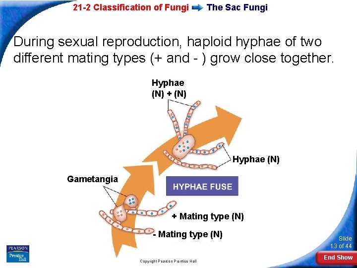 21 -2 Classification of Fungi The Sac Fungi During sexual reproduction, haploid hyphae of 21 -2 Classification of Fungi The Sac Fungi During sexual reproduction, haploid hyphae of