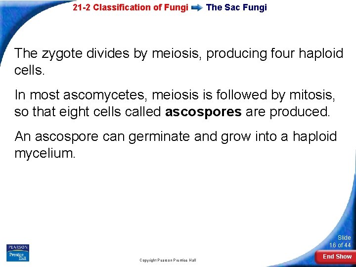 21 -2 Classification of Fungi The Sac Fungi The zygote divides by meiosis, producing 21 -2 Classification of Fungi The Sac Fungi The zygote divides by meiosis, producing