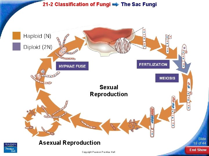 21 -2 Classification of Fungi The Sac Fungi Sexual Reproduction Asexual Reproduction Copyright Pearson 21 -2 Classification of Fungi The Sac Fungi Sexual Reproduction Asexual Reproduction Copyright Pearson