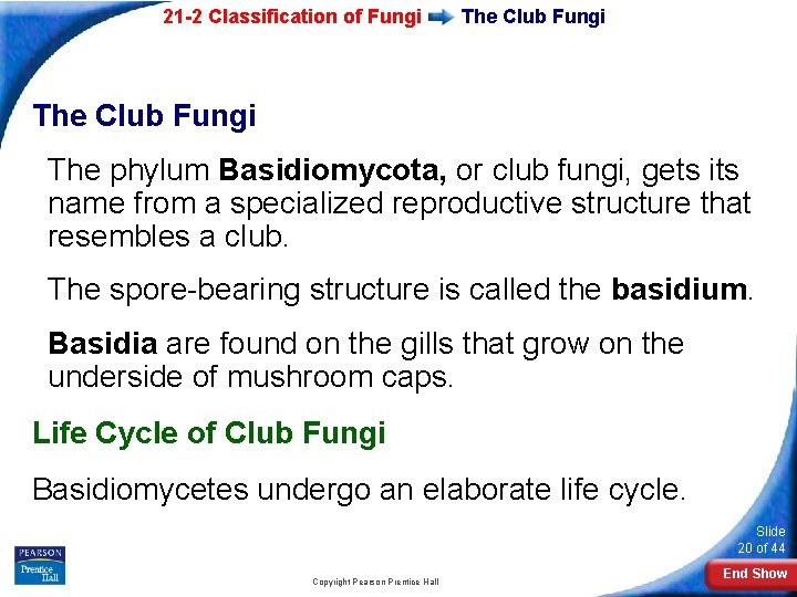 21 -2 Classification of Fungi The Club Fungi The phylum Basidiomycota, or club fungi, 21 -2 Classification of Fungi The Club Fungi The phylum Basidiomycota, or club fungi,