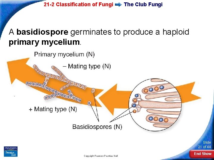 21 -2 Classification of Fungi The Club Fungi A basidiospore germinates to produce a 21 -2 Classification of Fungi The Club Fungi A basidiospore germinates to produce a
