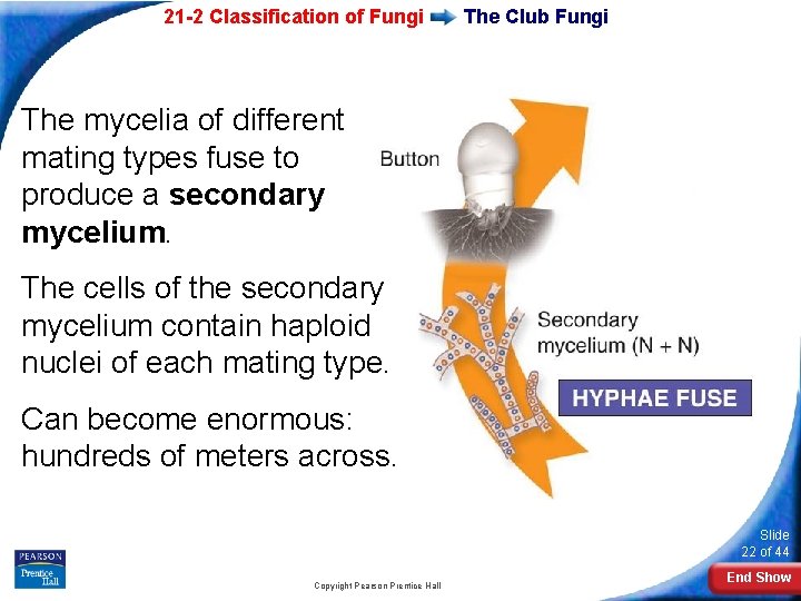 21 -2 Classification of Fungi The Club Fungi The mycelia of different mating types 21 -2 Classification of Fungi The Club Fungi The mycelia of different mating types