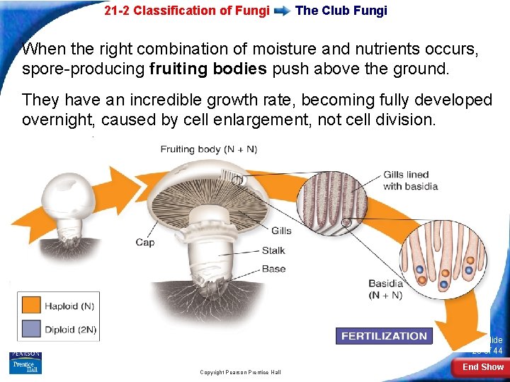 21 -2 Classification of Fungi The Club Fungi When the right combination of moisture 21 -2 Classification of Fungi The Club Fungi When the right combination of moisture