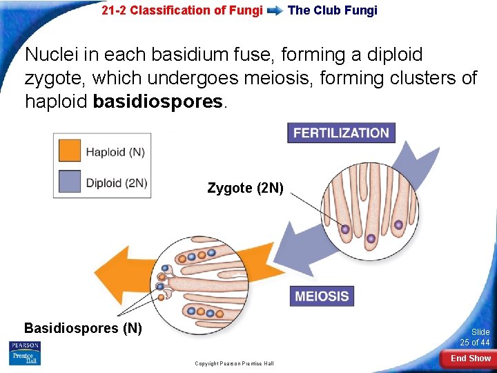 21 -2 Classification of Fungi The Club Fungi Nuclei in each basidium fuse, forming 21 -2 Classification of Fungi The Club Fungi Nuclei in each basidium fuse, forming