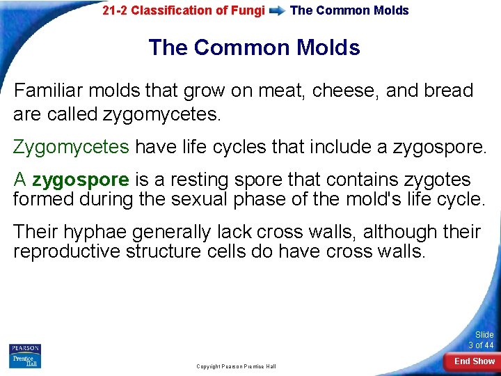 21 -2 Classification of Fungi The Common Molds Familiar molds that grow on meat, 21 -2 Classification of Fungi The Common Molds Familiar molds that grow on meat,