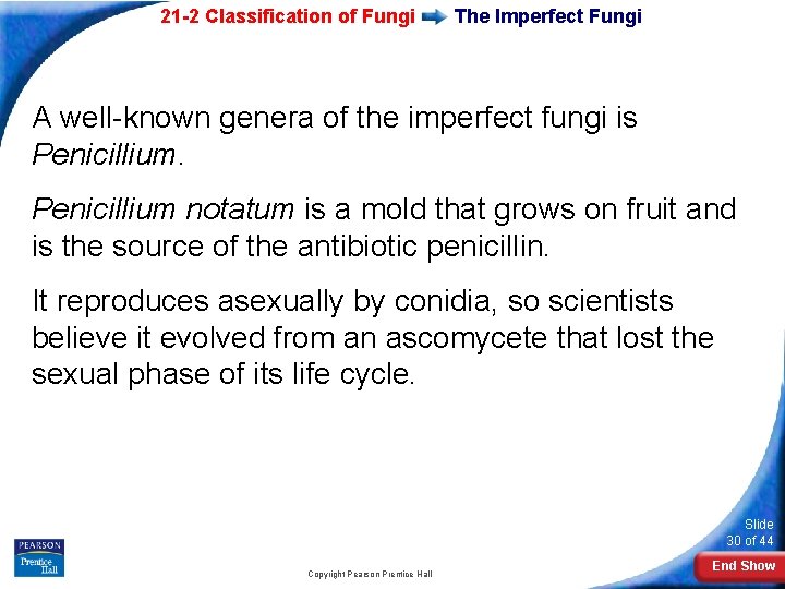 21 -2 Classification of Fungi The Imperfect Fungi A well-known genera of the imperfect 21 -2 Classification of Fungi The Imperfect Fungi A well-known genera of the imperfect