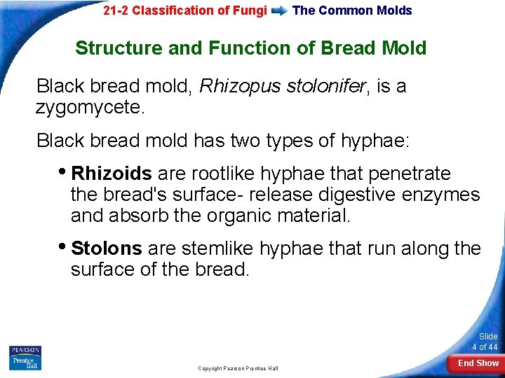 21 -2 Classification of Fungi The Common Molds Structure and Function of Bread Mold 21 -2 Classification of Fungi The Common Molds Structure and Function of Bread Mold