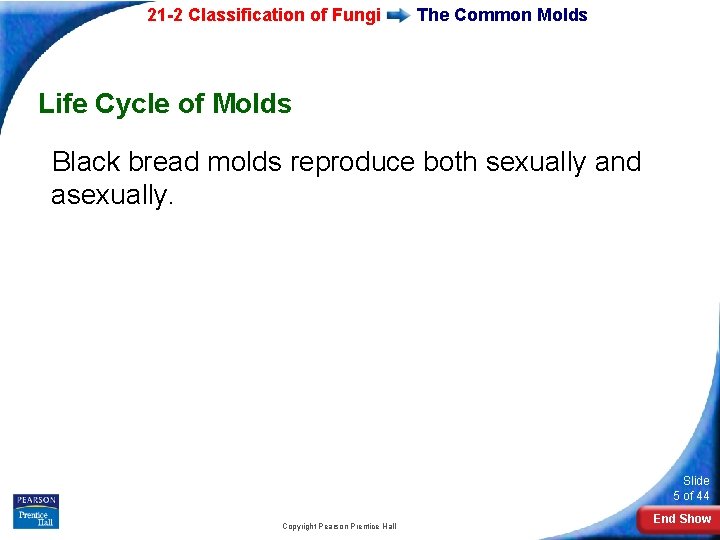 21 -2 Classification of Fungi The Common Molds Life Cycle of Molds Black bread 21 -2 Classification of Fungi The Common Molds Life Cycle of Molds Black bread
