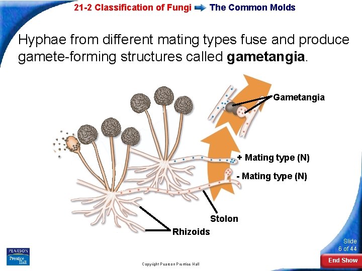 21 -2 Classification of Fungi The Common Molds Hyphae from different mating types fuse 21 -2 Classification of Fungi The Common Molds Hyphae from different mating types fuse