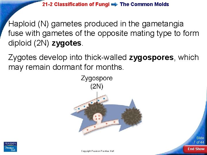 21 -2 Classification of Fungi The Common Molds Haploid (N) gametes produced in the 21 -2 Classification of Fungi The Common Molds Haploid (N) gametes produced in the