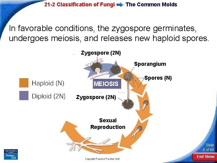 21 -2 Classification of Fungi The Common Molds In favorable conditions, the zygospore germinates, 21 -2 Classification of Fungi The Common Molds In favorable conditions, the zygospore germinates,