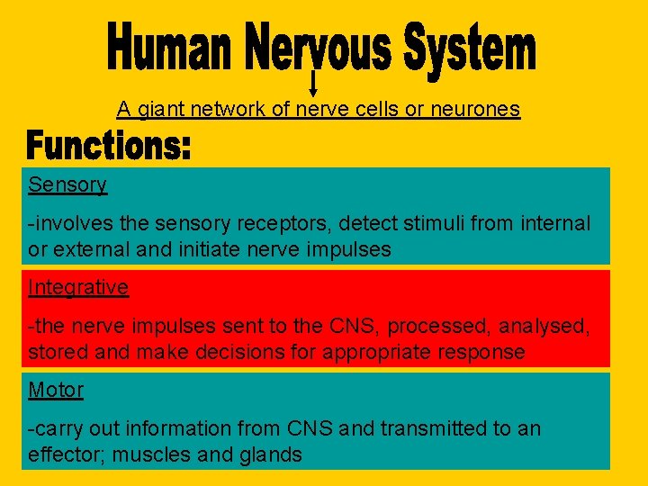 A giant network of nerve cells or neurones Sensory -involves the sensory receptors, detect