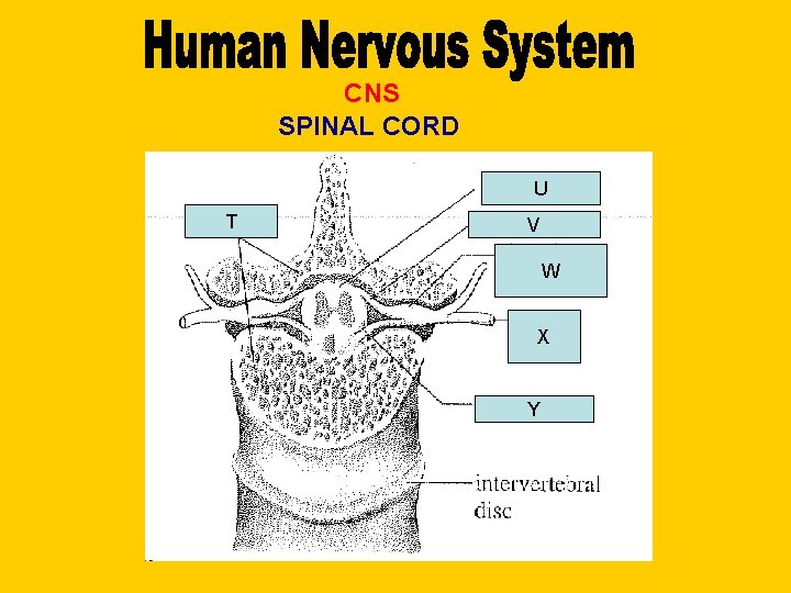 CNS SPINAL CORD U T V W X Y 