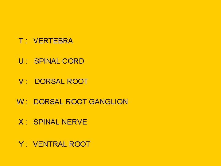 T : VERTEBRA U : SPINAL CORD V : DORSAL ROOT W : DORSAL