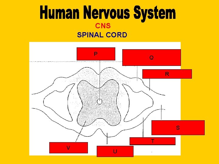 CNS SPINAL CORD Central Canal Central P Canal Dorsal Root Q Ganglion Dorsal R
