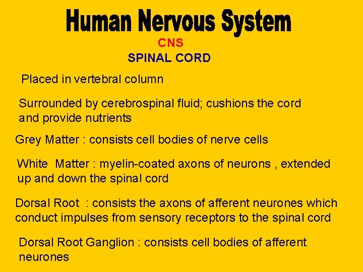 CNS SPINAL CORD Placed in vertebral column Surrounded by cerebrospinal fluid; cushions the cord