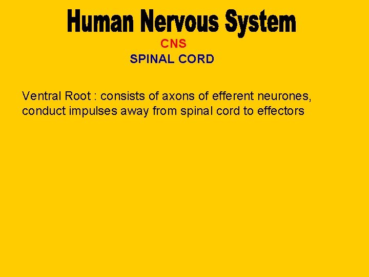 CNS SPINAL CORD Ventral Root : consists of axons of efferent neurones, conduct impulses