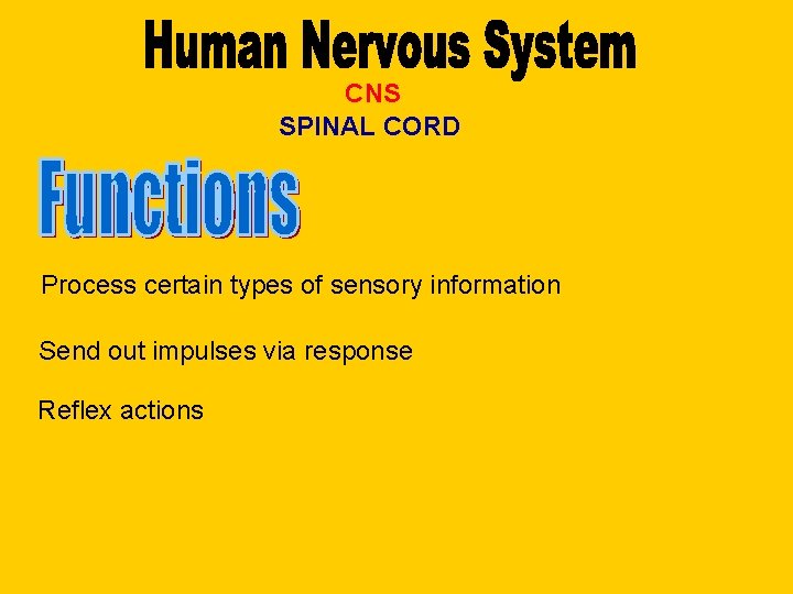 CNS SPINAL CORD Process certain types of sensory information Send out impulses via response