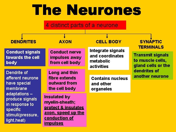 4 distinct parts of a neurone DENDRITES AXON CELL BODY Conduct signals towards the