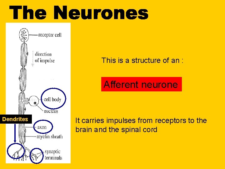 This is a structure of an : Afferent neurone Dendrites It carries impulses from