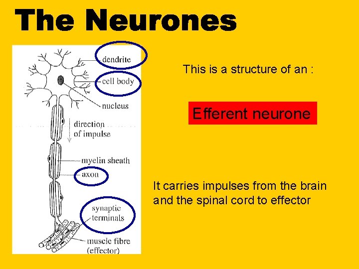 This is a structure of an : Efferent neurone It carries impulses from the