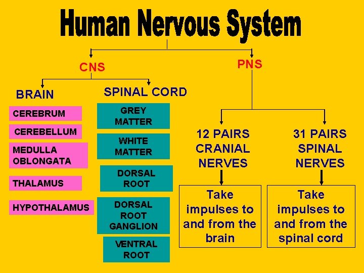 PNS CNS BRAIN CEREBRUM CEREBELLUM MEDULLA OBLONGATA THALAMUS HYPOTHALAMUS SPINAL CORD GREY MATTER WHITE