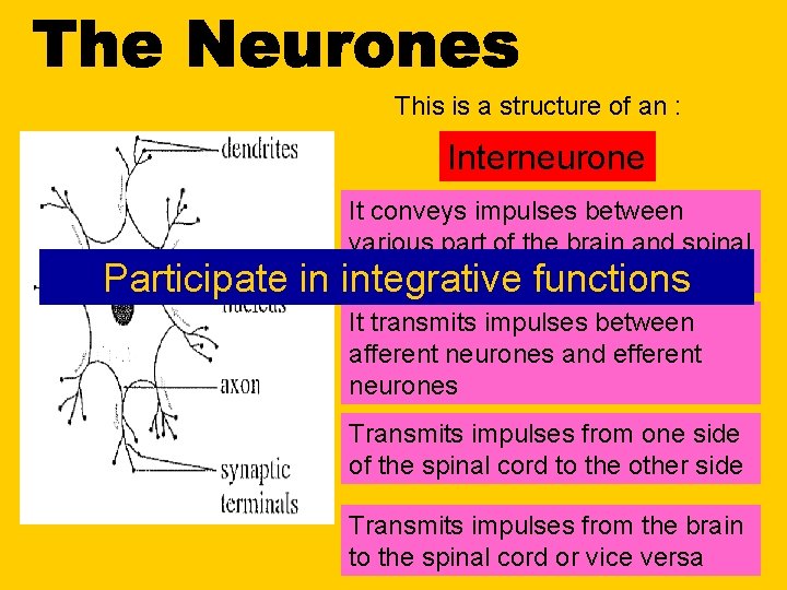 This is a structure of an : Interneurone Participate in It conveys impulses between