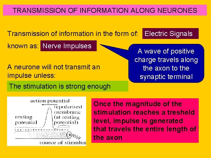 TRANSMISSION OF INFORMATION ALONG NEURONES Transmission of information in the form of: Electric Signals