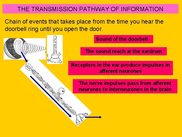 THE TRANSMISSION PATHWAY OF INFORMATION Chain of events that takes place from the time